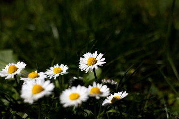 Common European species Bellis perennis daisy of the Asteraceae family flowering in March on meadow grassland with shallow depth of field 