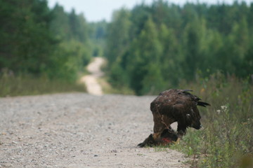 White-tailed eagle (Haliaeetus albicilla) in the North of Belarus