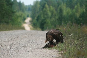 White-tailed eagle (Haliaeetus albicilla) in the North of Belarus