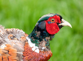 portrait of a rooster