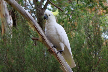 cockatoo in adelaide