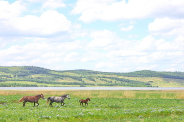 Naklejka na ściany i meble horses walk in a field on bright green grass
