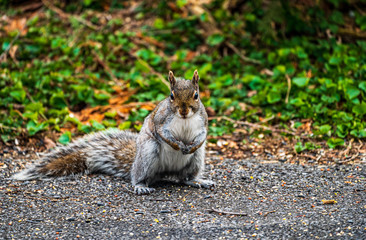 squirrel eating 