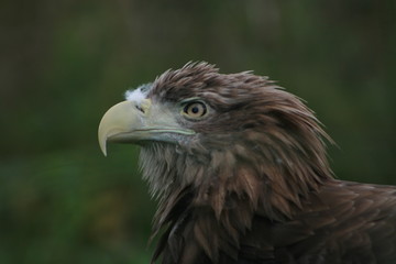 White-tailed eagle (Haliaeetus albicilla) in the North of Belarus