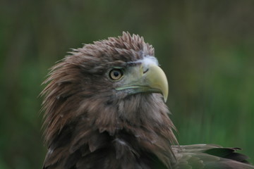 White-tailed eagle (Haliaeetus albicilla) in the North of Belarus