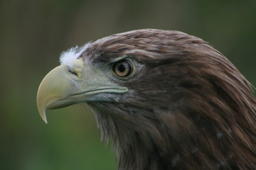 White-tailed eagle (Haliaeetus albicilla) in the North of Belarus