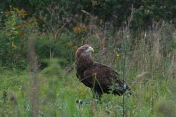 White-tailed eagle (Haliaeetus albicilla) in the North of Belarus