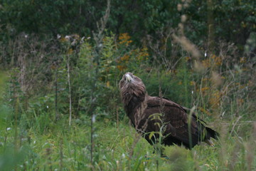 White-tailed eagle (Haliaeetus albicilla) in the North of Belarus