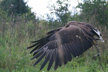 White-tailed eagle (Haliaeetus albicilla) in the North of Belarus
