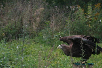 White-tailed eagle (Haliaeetus albicilla) in the North of Belarus