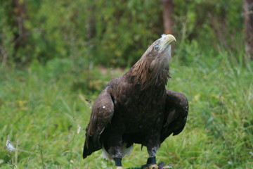 White-tailed eagle (Haliaeetus albicilla) in the North of Belarus