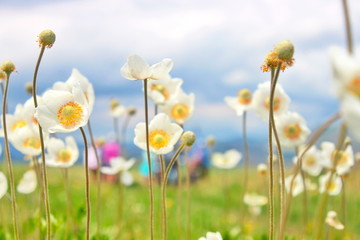 white wildflowers close-up, Very beautiful, Khakassia