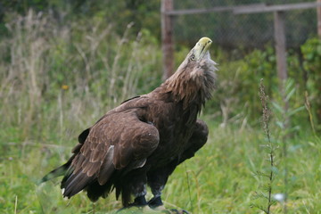White-tailed eagle (Haliaeetus albicilla) in the North of Belarus