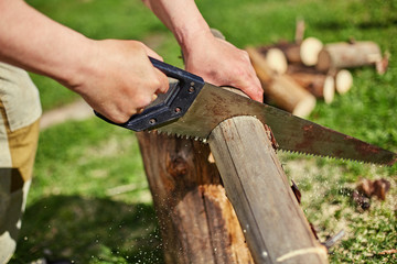 Sawing dry logs for firewood with a hand saw