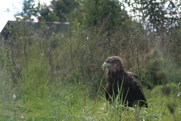White-tailed eagle (Haliaeetus albicilla) in the North of Belarus