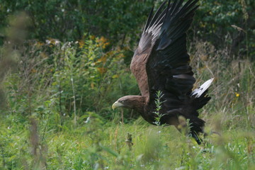 White-tailed eagle (Haliaeetus albicilla) in the North of Belarus