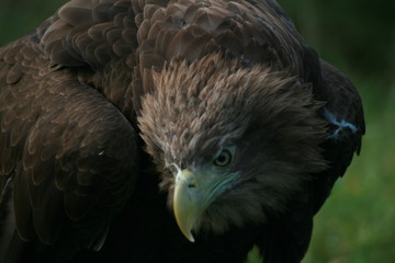 White-tailed eagle (Haliaeetus albicilla) in the North of Belarus