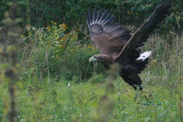 White-tailed eagle (Haliaeetus albicilla) in the North of Belarus