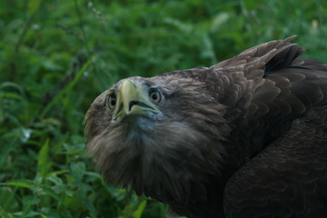 White-tailed eagle (Haliaeetus albicilla) in the North of Belarus