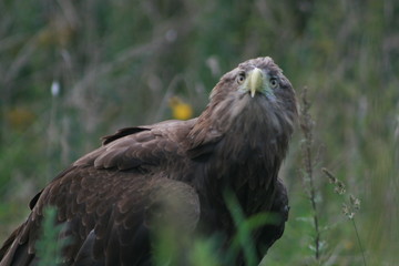 White-tailed eagle (Haliaeetus albicilla) in the North of Belarus