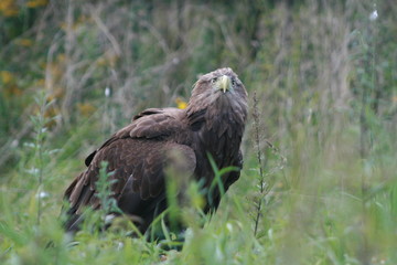 White-tailed eagle (Haliaeetus albicilla) in the North of Belarus