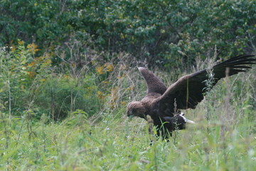 White-tailed eagle (Haliaeetus albicilla) in the North of Belarus