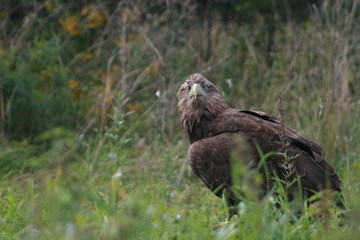 White-tailed eagle (Haliaeetus albicilla) in the North of Belarus
