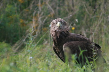 White-tailed eagle (Haliaeetus albicilla) in the North of Belarus