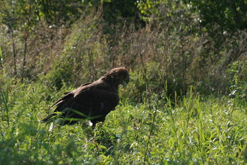 White-tailed eagle (Haliaeetus albicilla) in the North of Belarus