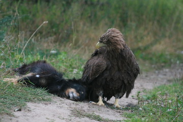 White-tailed eagle (Haliaeetus albicilla) in the North of Belarus