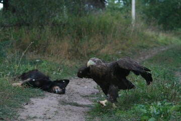 White-tailed eagle (Haliaeetus albicilla) in the North of Belarus