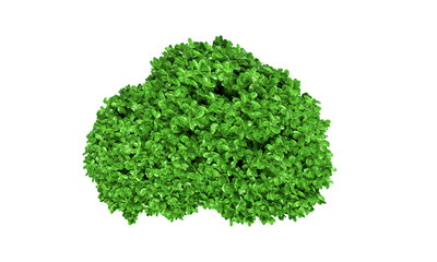 bush basil 3d render isolated over white