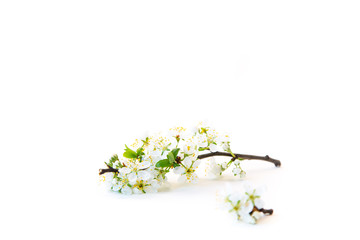 branch with plum flowers isolated on a white background