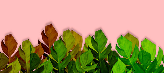 abstract dark green leaf texture, nature background, tropical leaf on pink background.