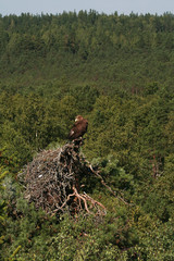 White-tailed eagle (Haliaeetus albicilla) in the North of Belarus