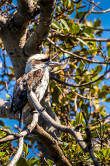 A kookaburra - one of the most popular birds of Australia - sitting on a branch of a tree in a public park in Sydney, New South Wales during a hot day in summer.