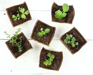 Young herb seedlings in pots, top view. Small thyme, basil, bee balm and dong quai in biodegradable...
