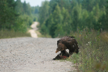 White-tailed eagle (Haliaeetus albicilla) in the North of Belarus
