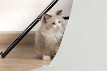 A playful ragdoll kitten peeps out from behind studio props