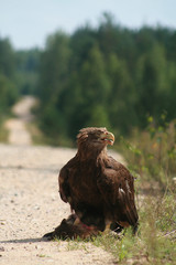 White-tailed eagle (Haliaeetus albicilla) in the North of Belarus