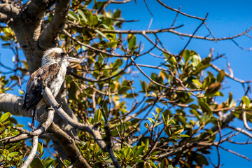 Fototapeta premium A kookaburra - one of the most popular birds of Australia - sitting on a branch of a tree in a public park in Sydney, New South Wales during a hot day in summer.