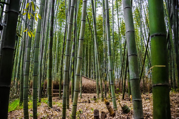Green natural bamboo forest in Kyoto, Japan
