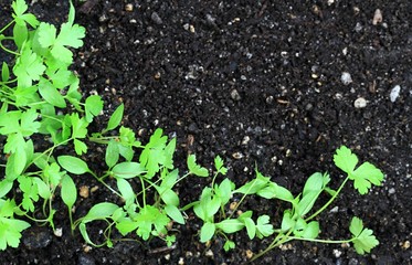 Young parsley seedlings in a box, top view. Small parsley plants growing from soil, copy space.