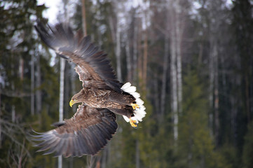 White-tailed eagle (Haliaeetus albicilla) in the North of Belarus