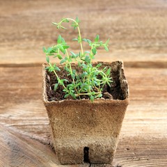 Young thyme seedling in a pot. Small plant of  thyme in biodegradable pot on brown  wooden table.