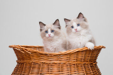 A pair of cute ragdoll kittens in a basket. Studio shot. Solid off white background.