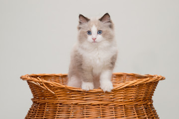 A cute ragdoll kitten in a basket. Studio shot. Solid off white background.
