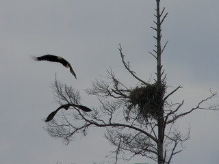Obraz premium White-tailed eagle (Haliaeetus albicilla) in the North of Belarus