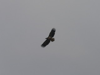 White-tailed eagle (Haliaeetus albicilla) in the North of Belarus