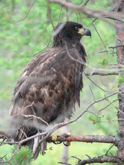 White-tailed eagle (Haliaeetus albicilla) in the North of Belarus
